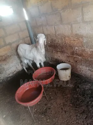 Mouton À Vendre Ladoum