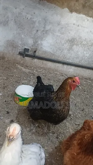 Des Poules Rembo en Vente