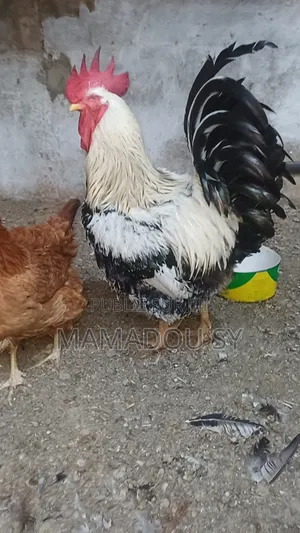 Des Poules Rembo en Vente