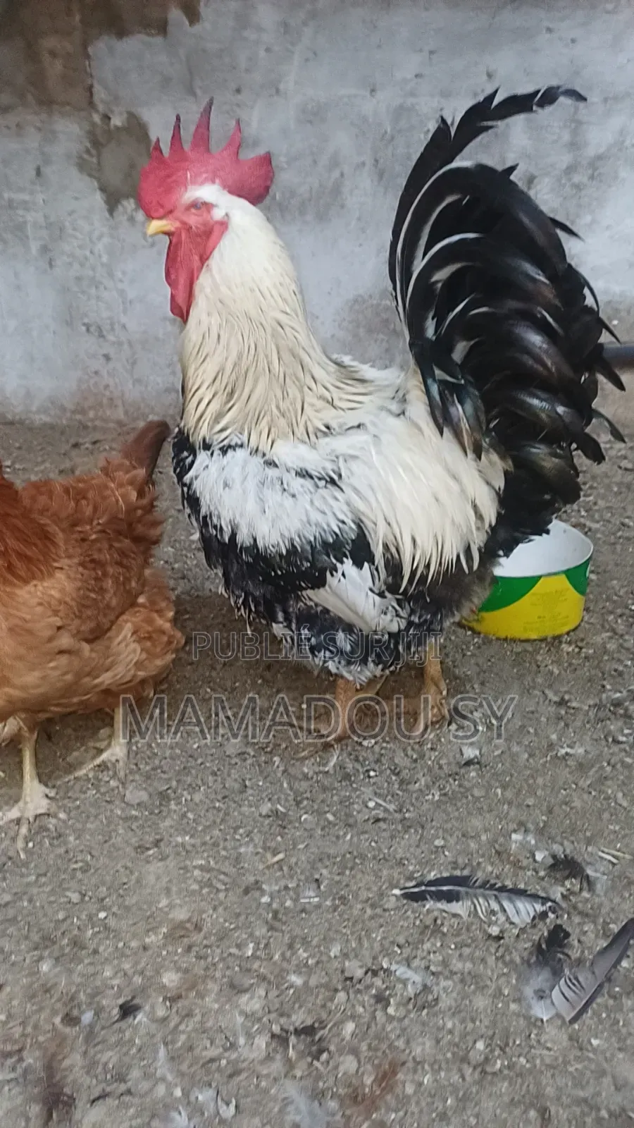 Des Poules Rembo en Vente
