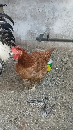 Des Poules Rembo en Vente