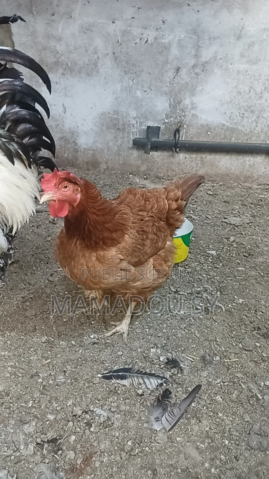 Des Poules Rembo en Vente