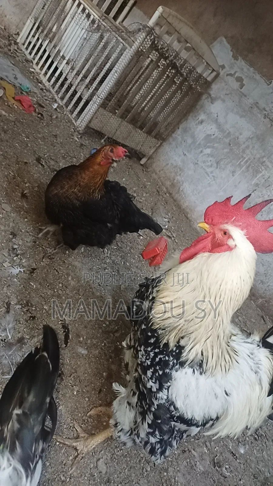 Des Poules Rembo en Vente