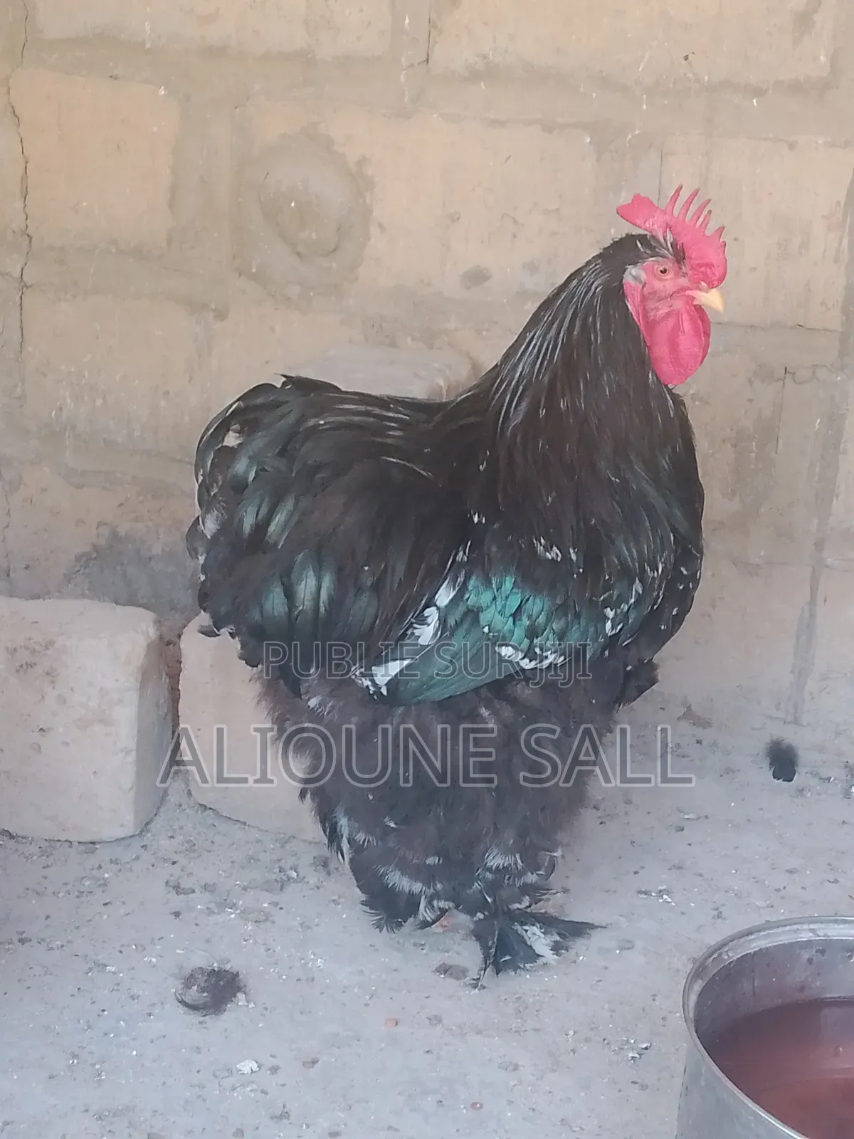 Éleveur De Poule d'Ornements