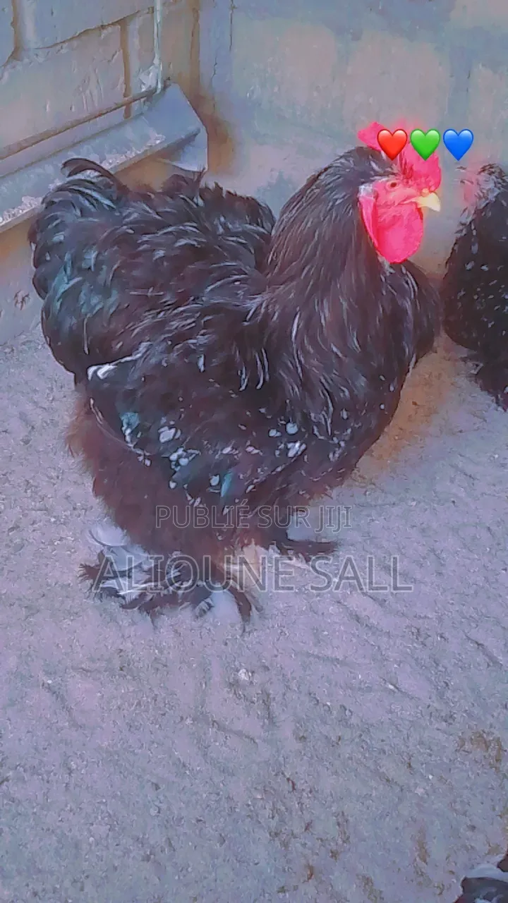 Éleveur De Poule d'Ornements