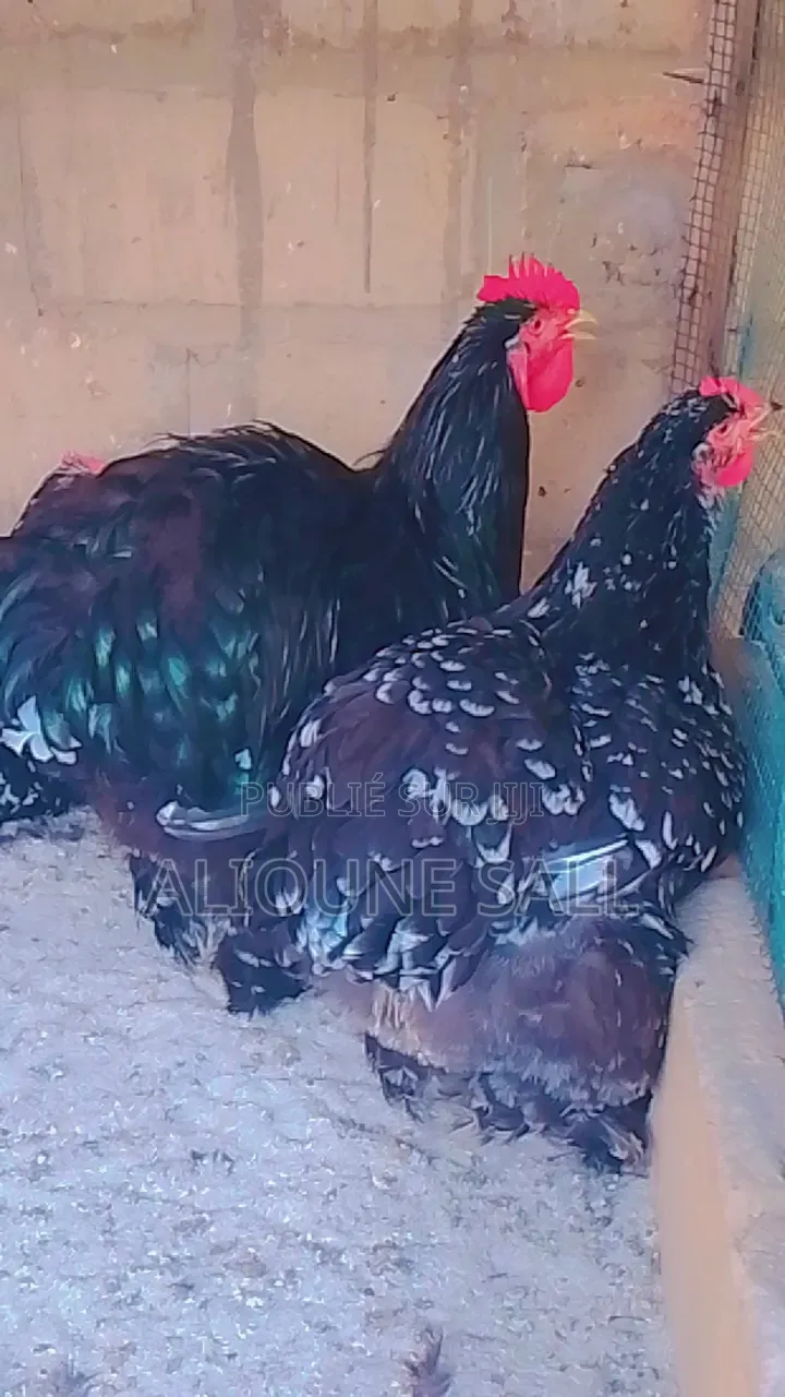 Éleveur De Poule d'Ornements