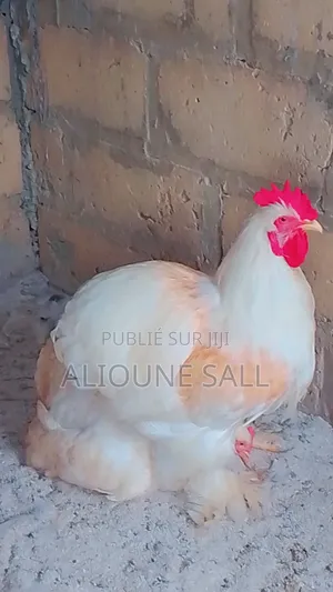 Éleveur De Poule d'Ornements