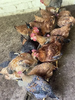Baba Poulet