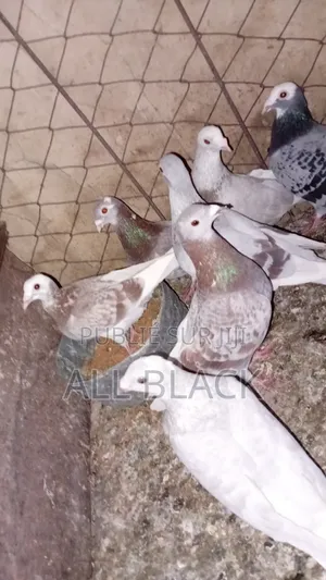 Vente De Pigeons