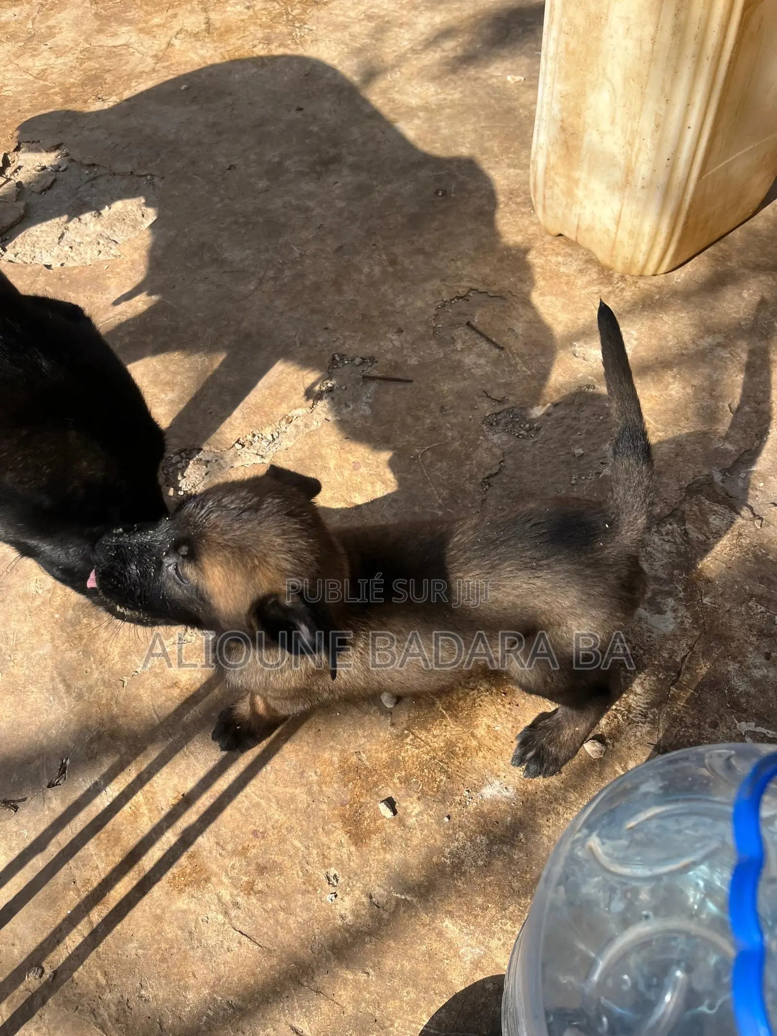 1-3 mois Homme Pure race Belgian Malinois
