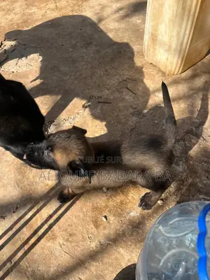 1-3 mois Homme Pure race Belgian Malinois