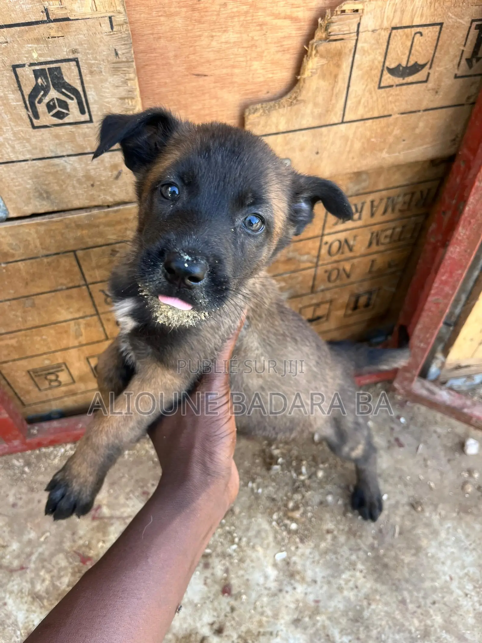 1-3 mois Homme Pure race Belgian Malinois