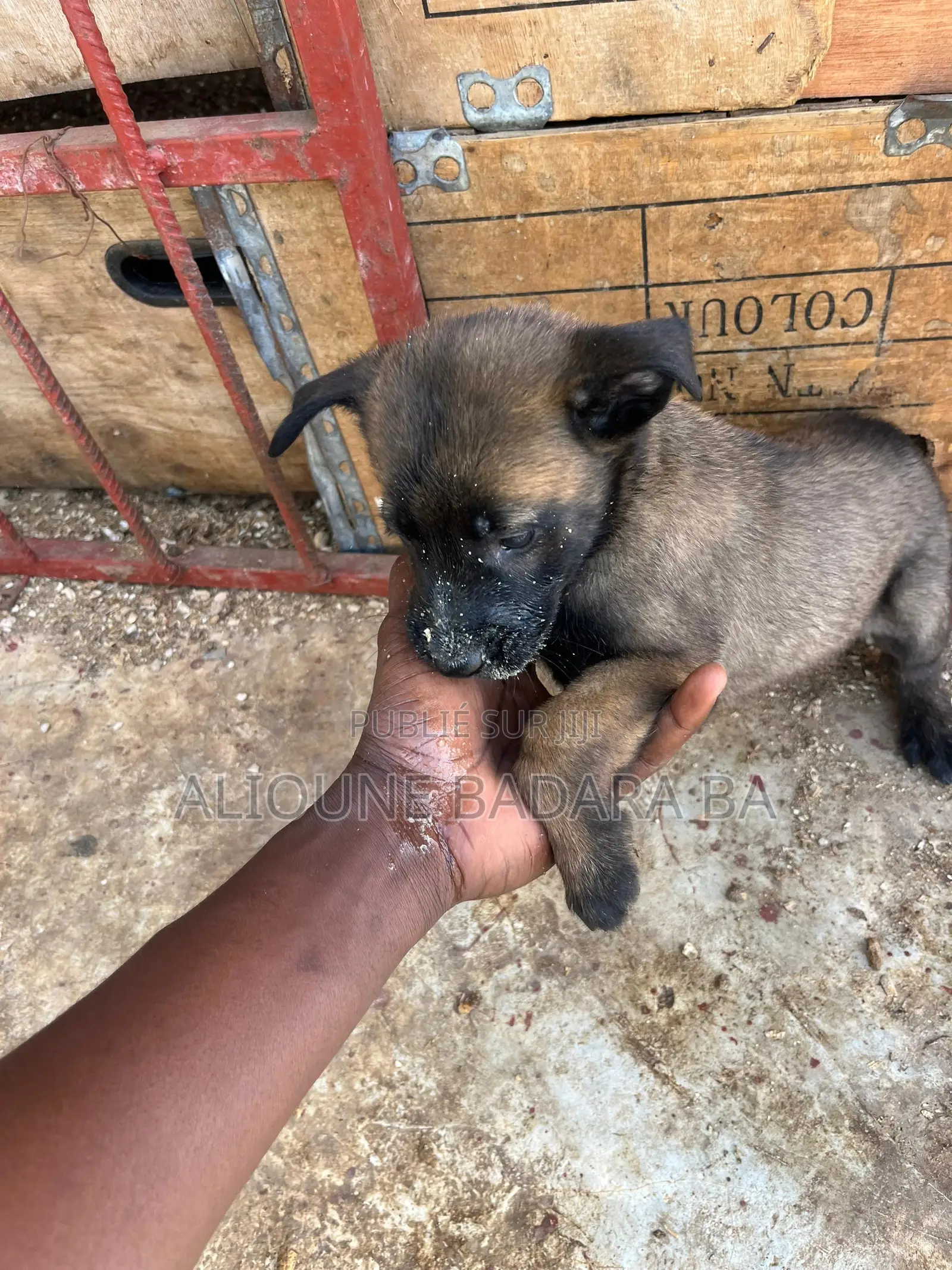 1-3 mois Homme Pure race Belgian Malinois