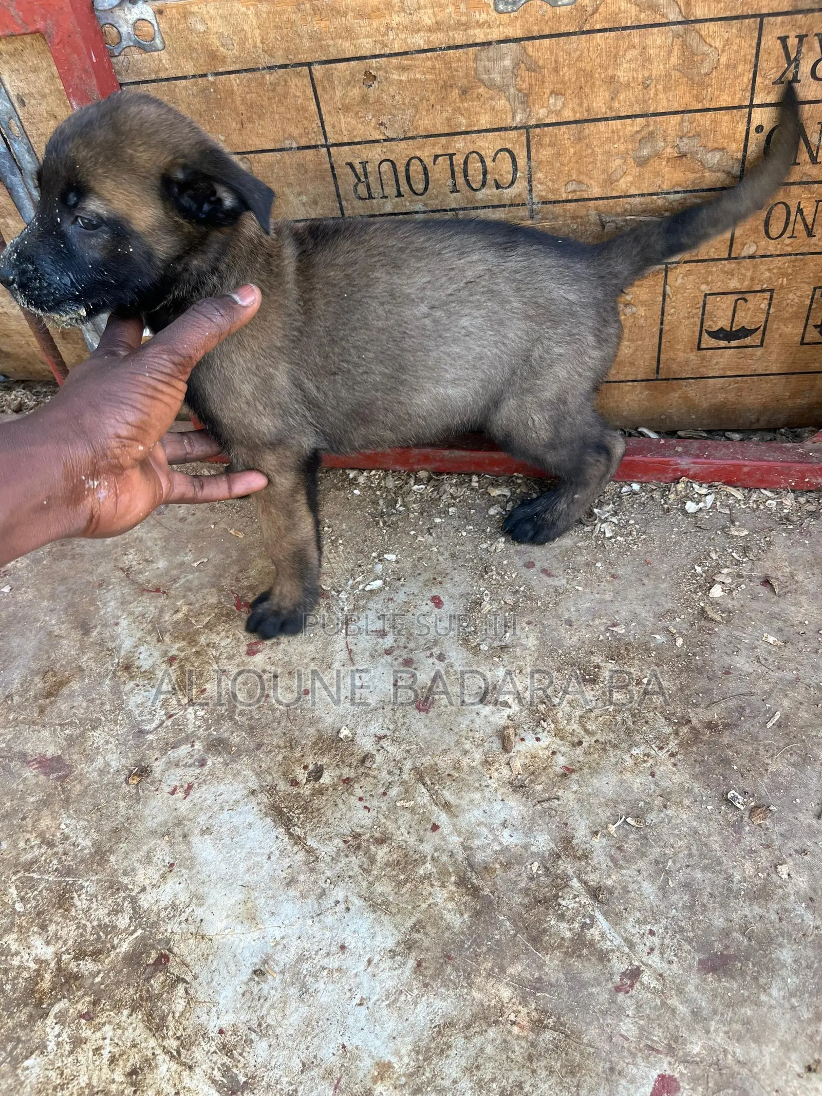 1-3 mois Homme Pure race Belgian Malinois