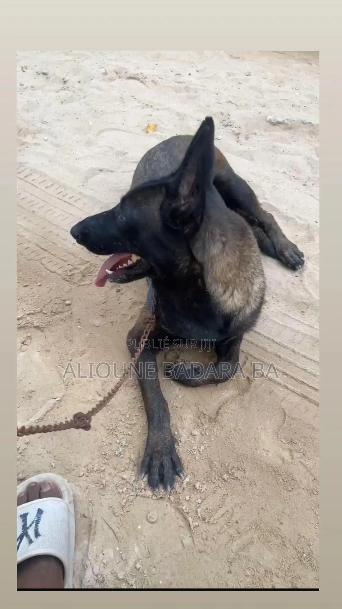 1-3 mois Homme Pure race Belgian Malinois
