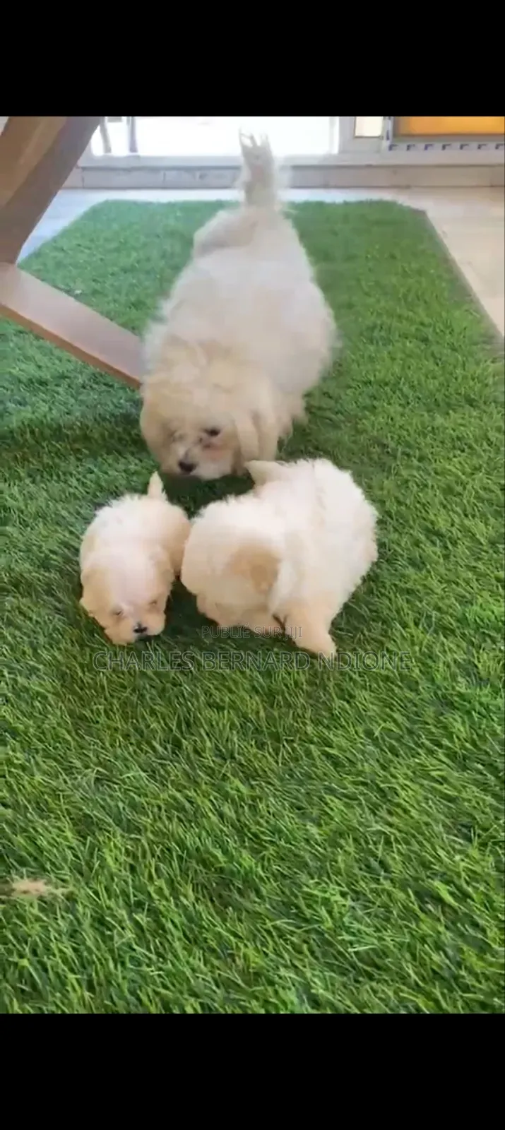 1-3 mois Homme Pure race Bichon Frise