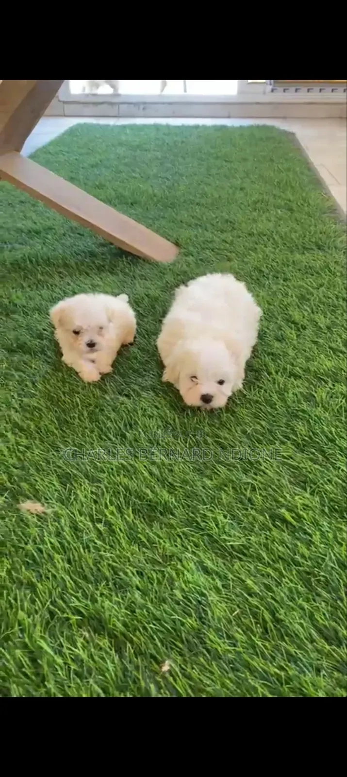 1-3 mois Homme Pure race Bichon Frise