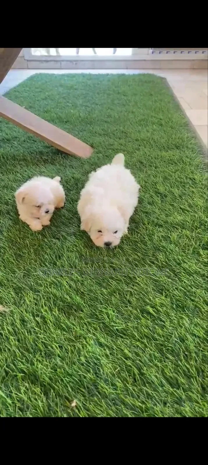 1-3 mois Homme Pure race Bichon Frise
