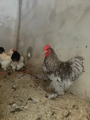 Grande Race De Poule