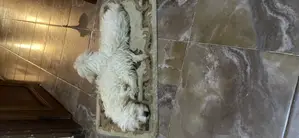 1-3 mois Homme Pure race Bichon Frise