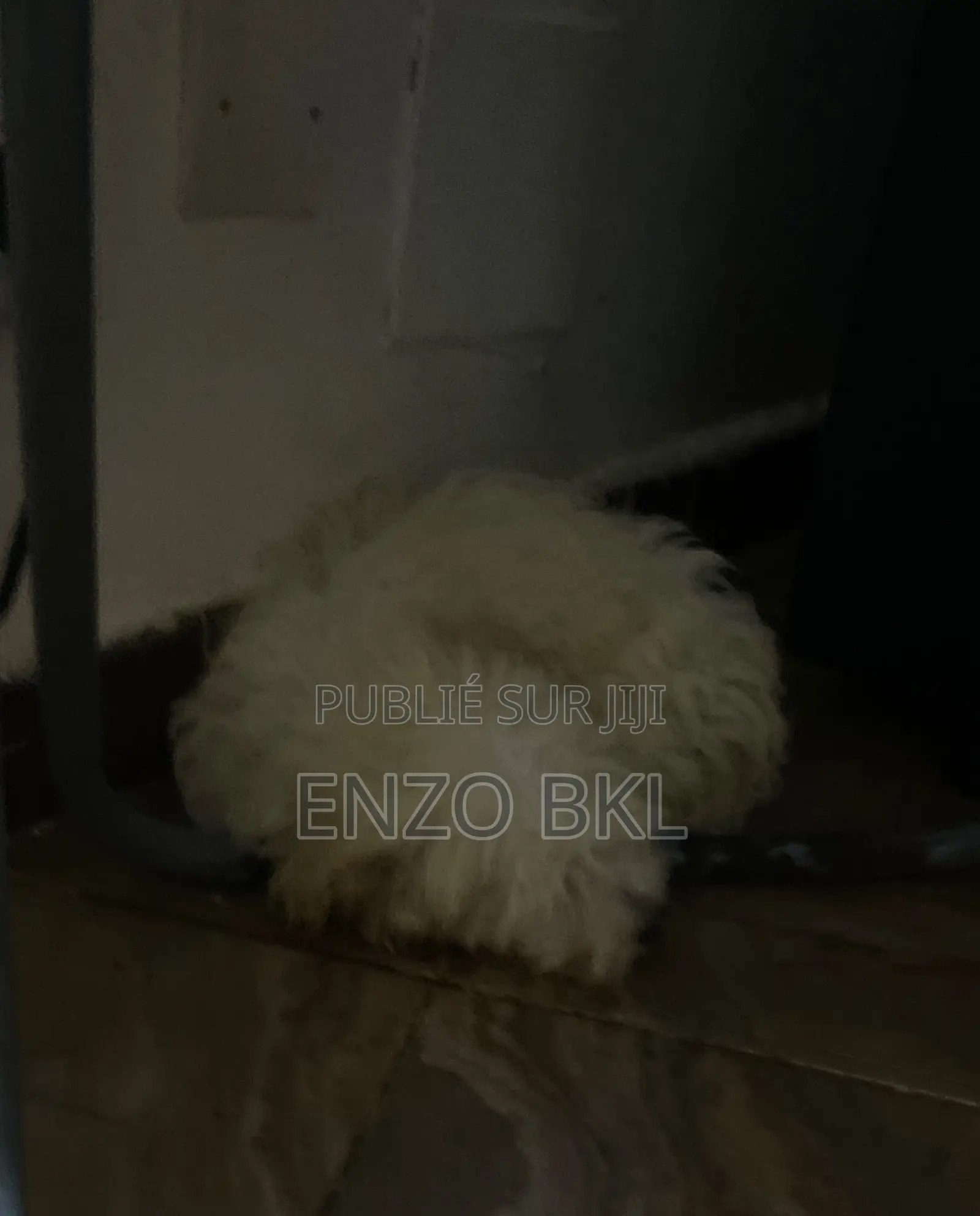 1-3 mois Homme Pure race Bichon Frise