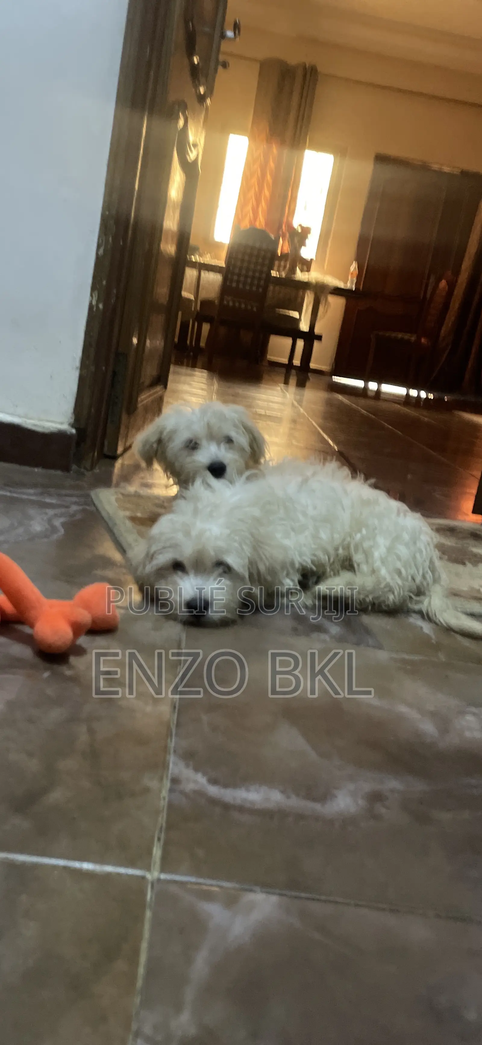 1-3 mois Homme Pure race Bichon Frise