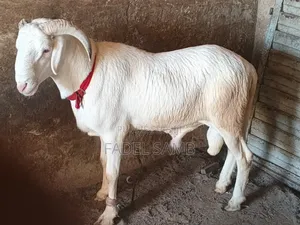 Mouton Azawate À Vendre