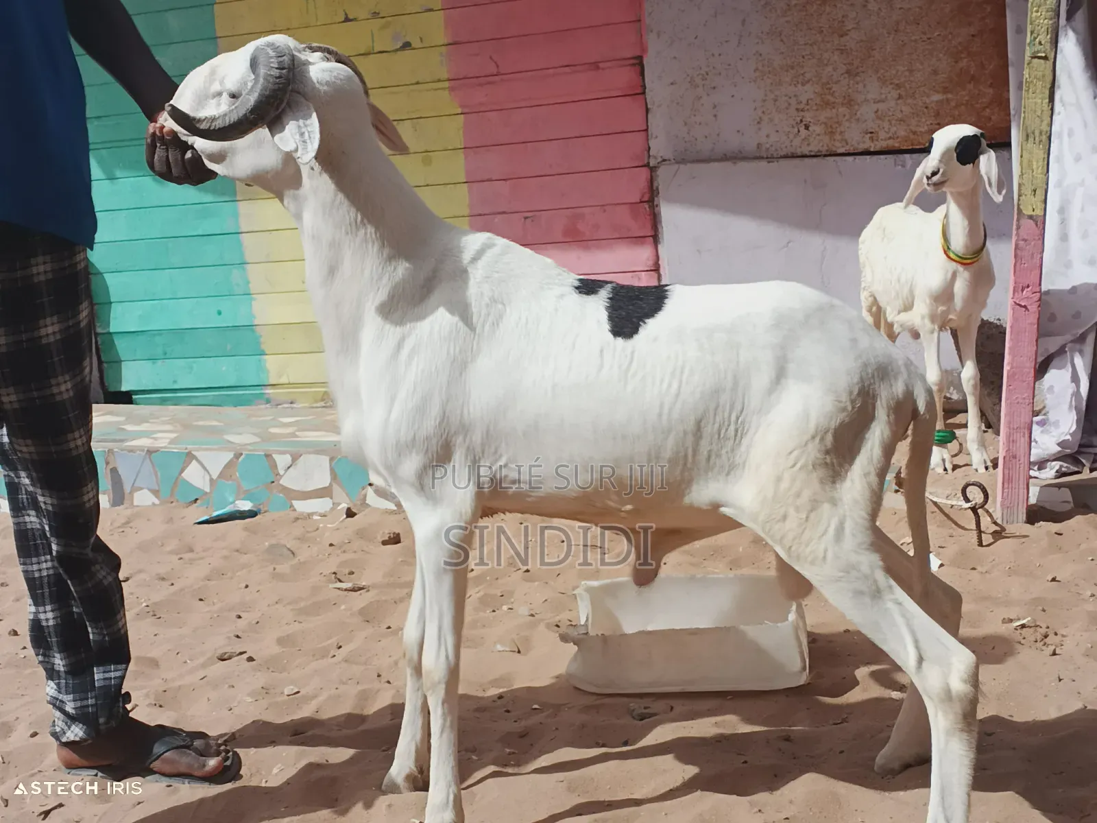 Kharou Yarr