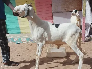 Kharou Yarr