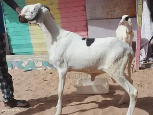 Kharou Yarr