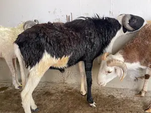 Mouton a Vendre