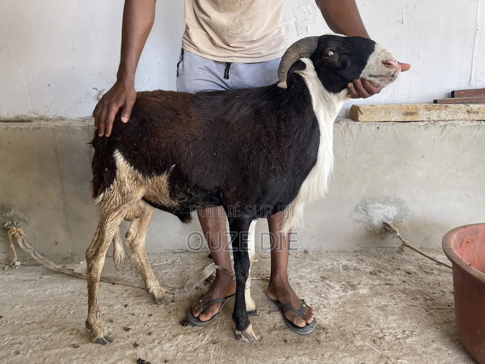 Mouton a Vendre