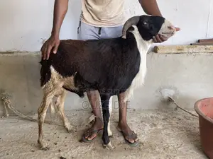 Mouton a Vendre