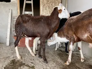 Mouton a Vendre