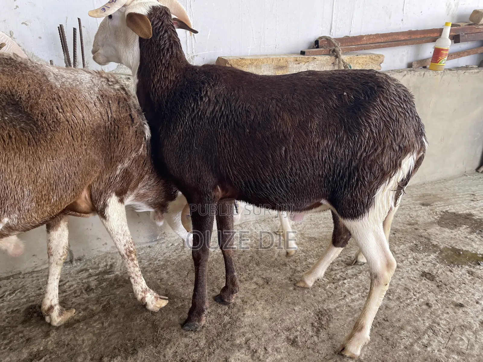 Mouton a Vendre