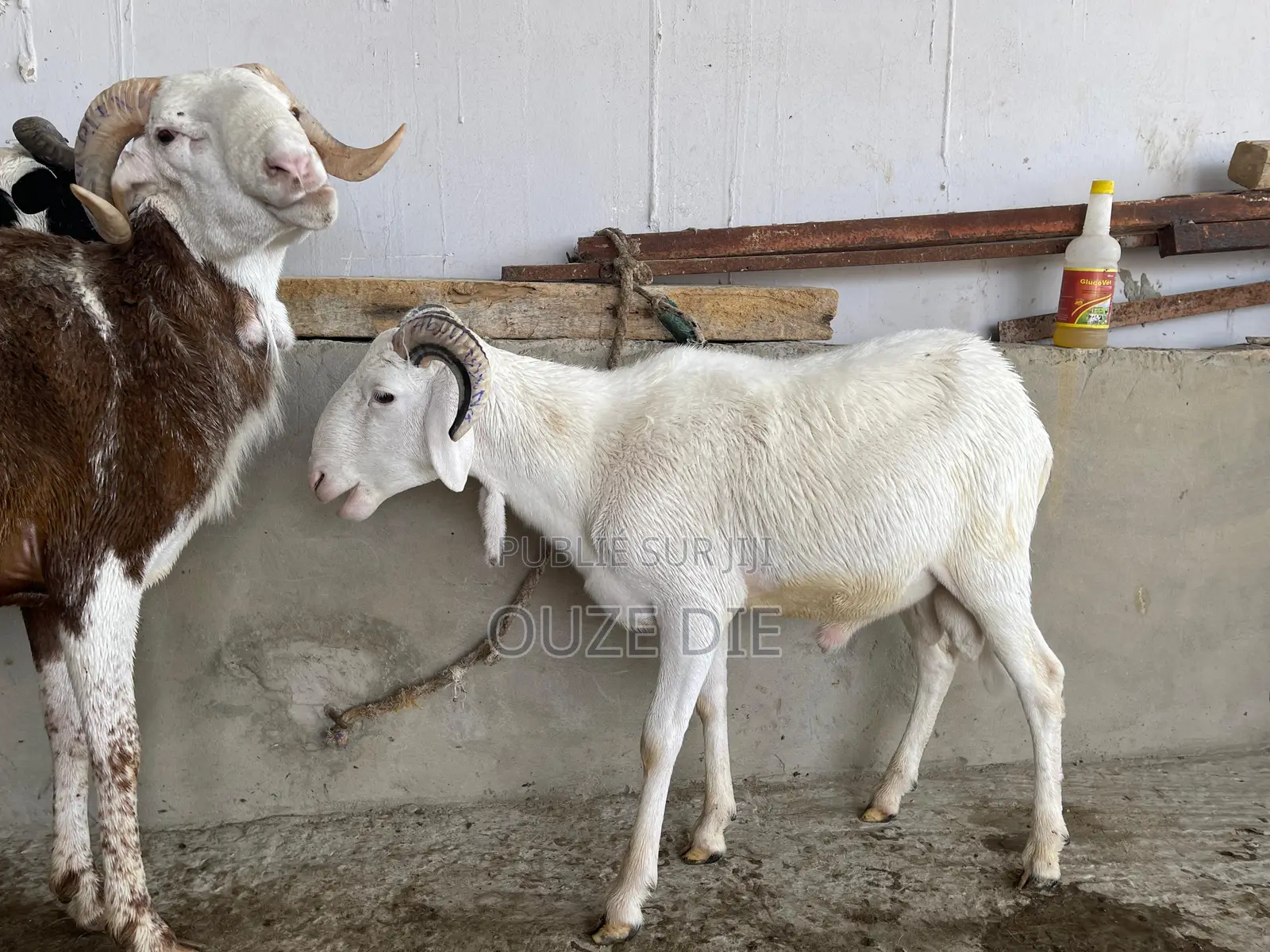 Mouton a Vendre