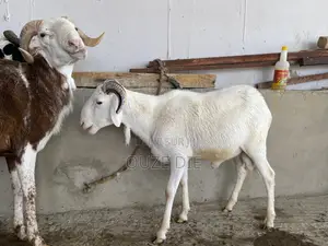 Mouton a Vendre