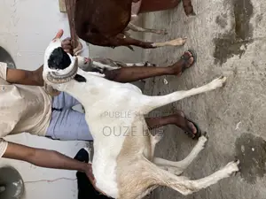 Mouton a Vendre