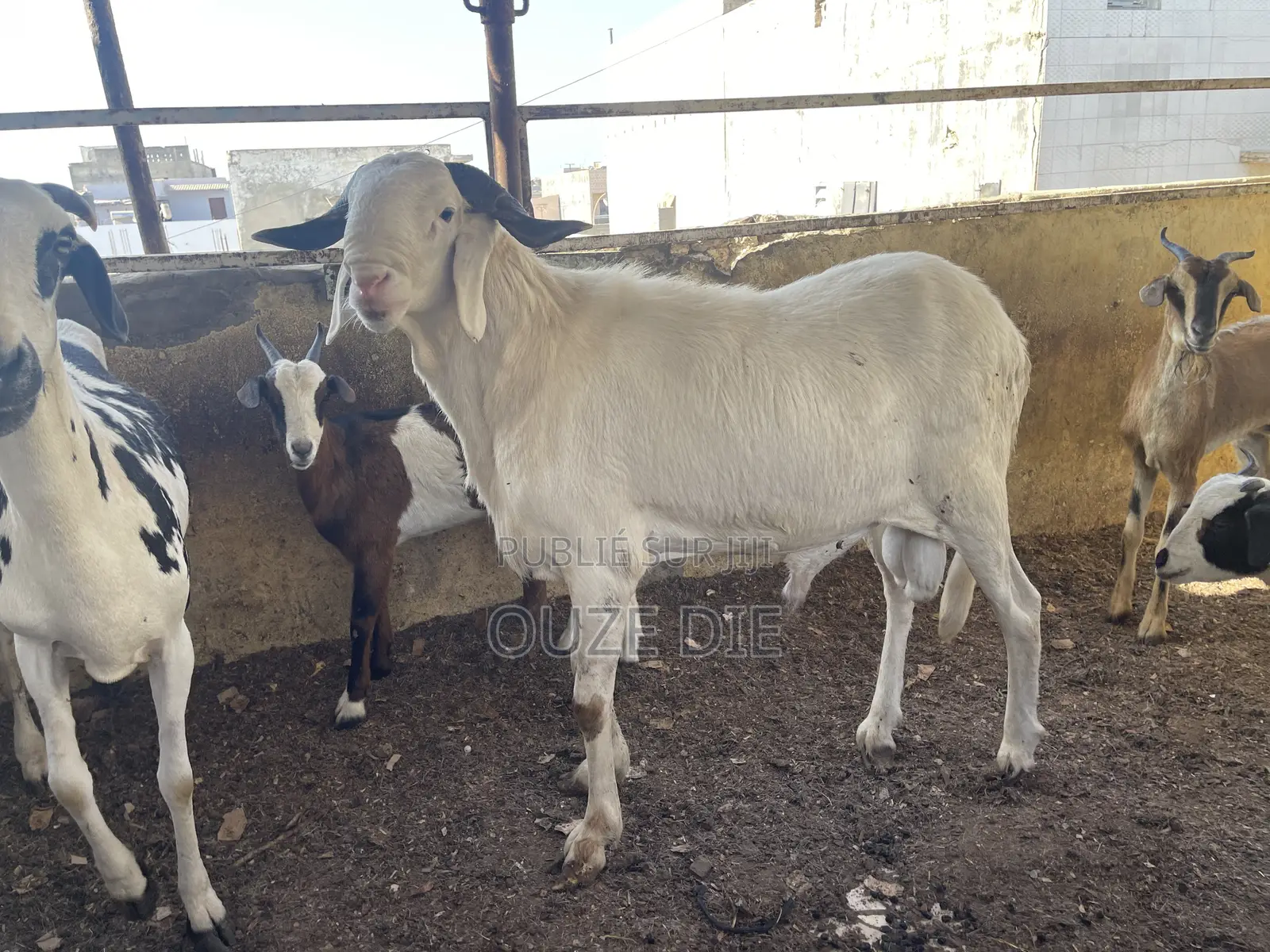 Moutons a Vendre