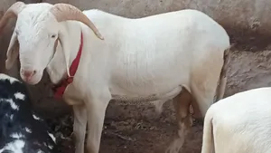 Kharou Yarr