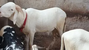 Kharou Yarr
