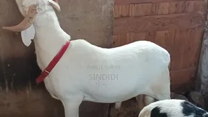 Kharou Yarr