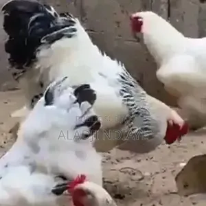 Aviculture