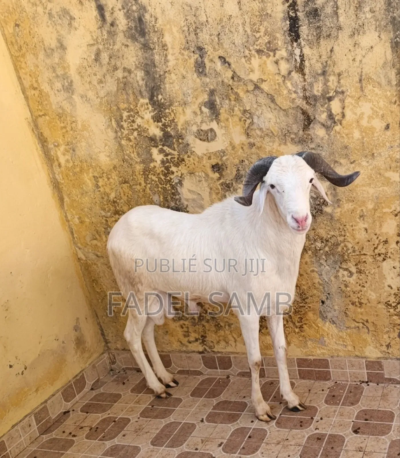 Mouton Tababire À Vendre