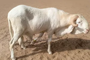 Mouton Azawate À Vendre