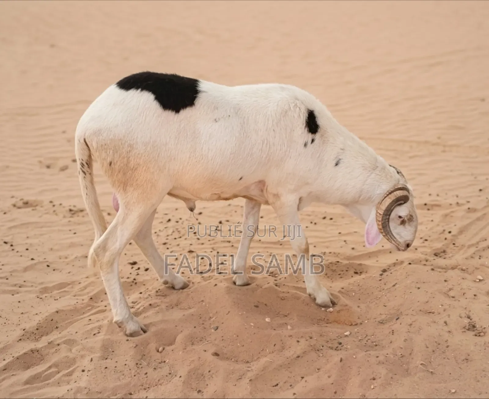 Mouton Azawate À Vendre
