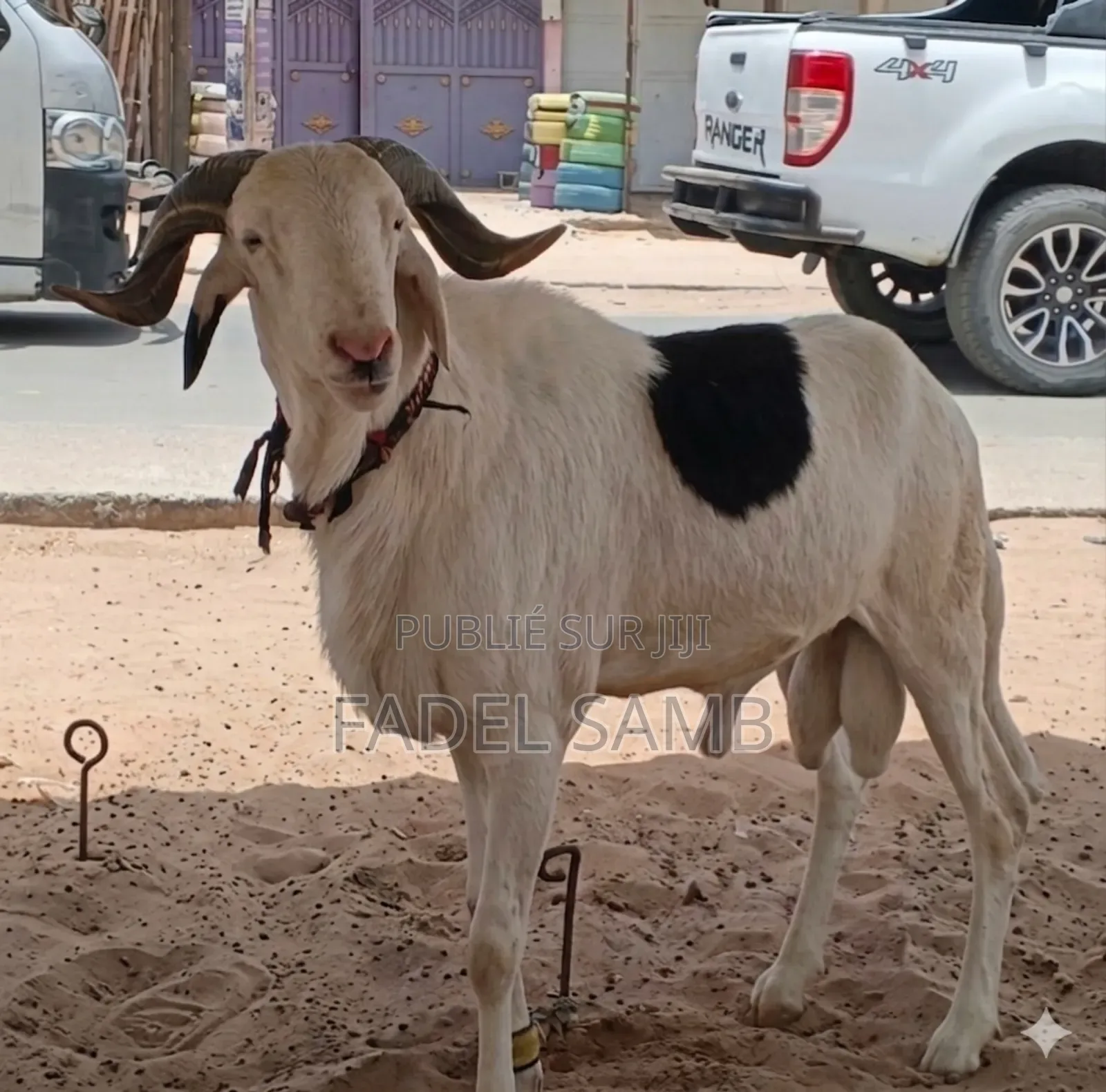 Mouton Azawate À Vendre