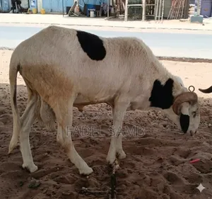 Mouton Azawate À Vendre