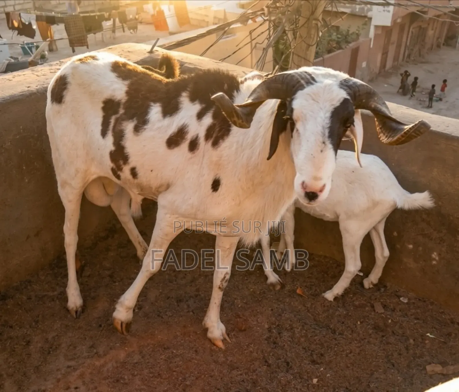 Mouton Azawate À Vendre
