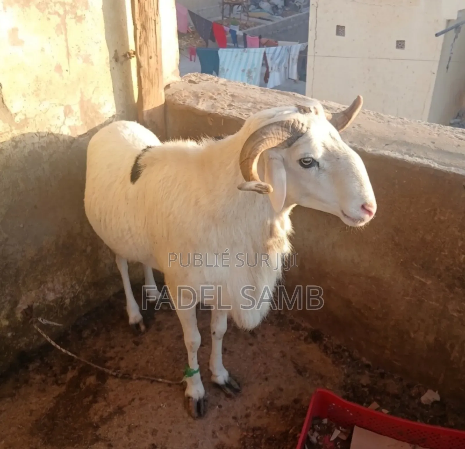 Mouton À Vendre